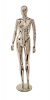 Female Mannequin R309