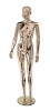 Female Mannequin R315