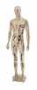 Male Mannequin R327