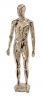 Male Mannequin R332